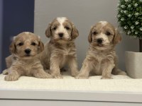Maltipoo yavrularmız