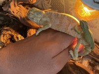 Zengin Renk Pigmentlerine Sahip Chamaeleon Bukalemun