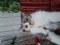 Kedimiz Şifa mıza yeni bir yuva arıyoruz