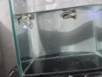 Damızlık Lepistes