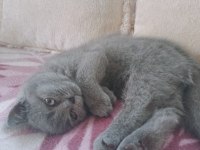 3 aylık british shorthair kedim anne baba bana aittir