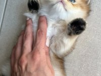 Safkan anne ve babadan british longhair