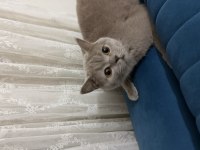 Ücretsiz British Shorthair Sahiplendirme