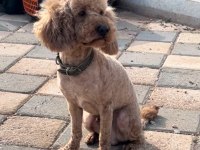 Yetişkin orjinal toy poodle erkek eğitimli