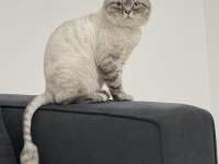 SCOTTİSH SILVIR 11 AYLIK UYSAL KEDİMİZ
