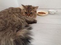 Ömürlük Yuva Arıyoruz Kedimize