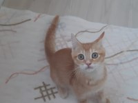Golden British Shorthair