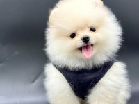 Safkan pomeranian yavruları