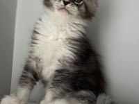 SAĞLIK VE IRK GARANTİLİ MİNİK DEV KEDİLER