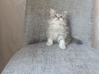 Anne baba SCRLİ a kalite british longhair yavrularımız