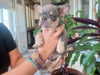 French Bulldog Bebek Köpekler