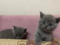 Safkan british shorthair yavrularımız yeni yuvalarına hazır