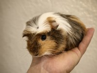 Safkan Tricolor Coronet Ginepig Bebek