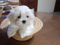 Pamuk Şeker O Numara Maltese