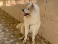 16 Aylık Dişi Samoyed