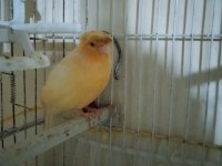 Faal ötümlü kanarya