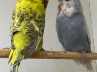 Show Jumbo Muhabbet Kuşu