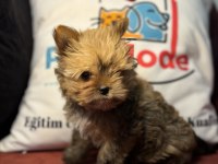 Tea cup exotic yorkshire terrier yavrularımız