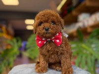 Dişi Red Toy Poodle Yavrumuz Ufak Boy ve Sağlık garantili