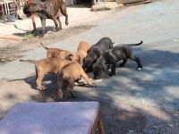 Şampiyon anne babanın cane corso yavruları