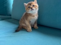 Golden Black Kedilerim