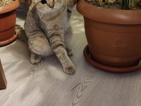 Golden British 2 buçuk yaşında dişi kedi