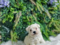 0 numara maltese terrier disi ve erkek yavrularımız