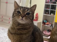 Güzel british shorthair kızıma yuva arıyoruz