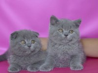 SIFIR KULAK TOP KAFA SHOW BEBEK KEDİLER