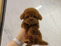 Poodle Enerji Deposu