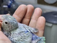 Yeni yeme düşmüş forpus papağanı bebekler
