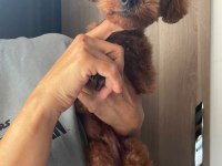 7 Aylık Erkek Teacup Boy Kore Poodle