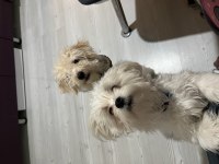Küçük büyümeyen maltipoo bebekler