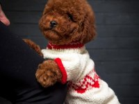 Wc Eğitimli Ev Ortamına Uygun Poodle Bebekler