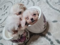2 aylık yavru dişi ve erkek köpekler mevcut
