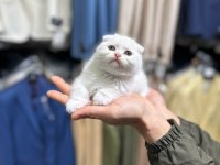 Orjinal ırk scottish fold kedimiz