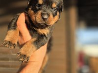Rottweiler Yavrular 6 Adet