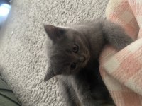 3 erkek british shorthair 13 mart doğumlu