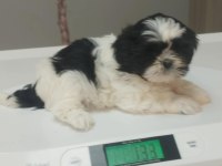 Ev Ortamında Büyüyen İnsana Alışık Shih Tzu Yavrular