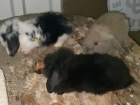 Lop Tavşanı 2 Aylık