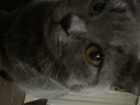 British Shorthair Kedisi