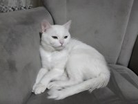 Azgın british shorthair paşa yeni sahibini arıyor