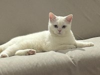 8 Aylık Erkek British Shorthair