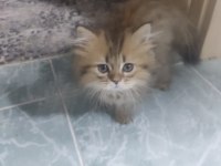 Safkan british shorthair yavruları
