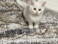 Kar beyaz mavi göz british SHORTHAİR erkek yavrularımız