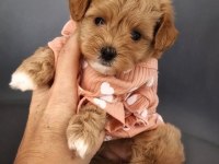 Muhteşem Anatomili Maltipoo Bebeklerimiz!