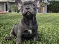BLUE FRENCH BULLDOG YAVRULARI İSTANBUL 