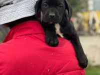 Cane corso yavrularımız çiftliğimızden