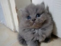 Scottish fold yavru Antalya