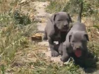 Blue cane corso yavrular ırk sağlık garantili